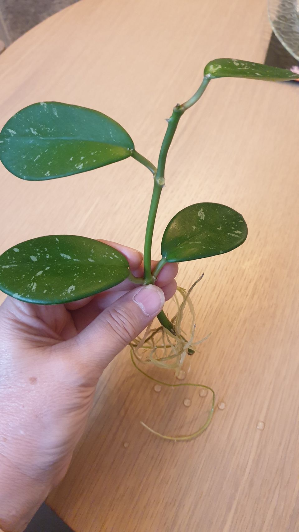 Hoya Diversifolia, pistokas