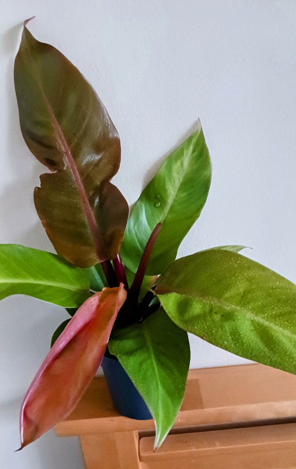 Philodendron