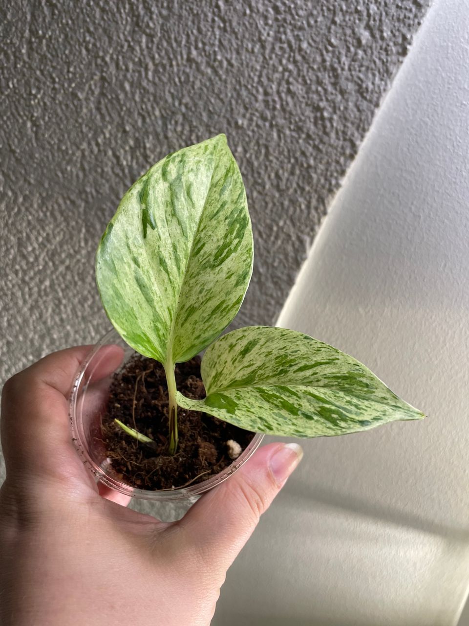 Epi Aureum Marble Queen