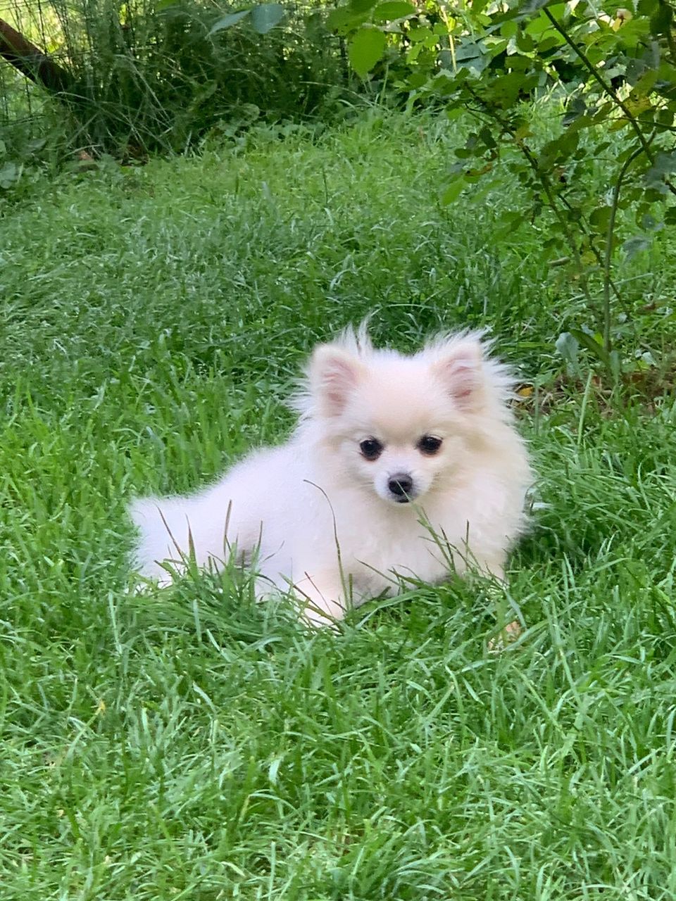 Pomeranian pentu