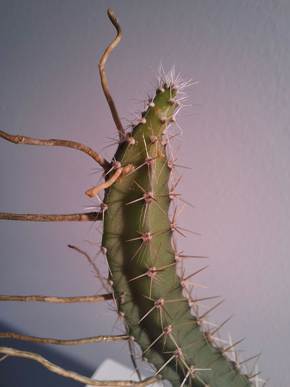 Yönkuningatar (Selenicereus grandiflorus)