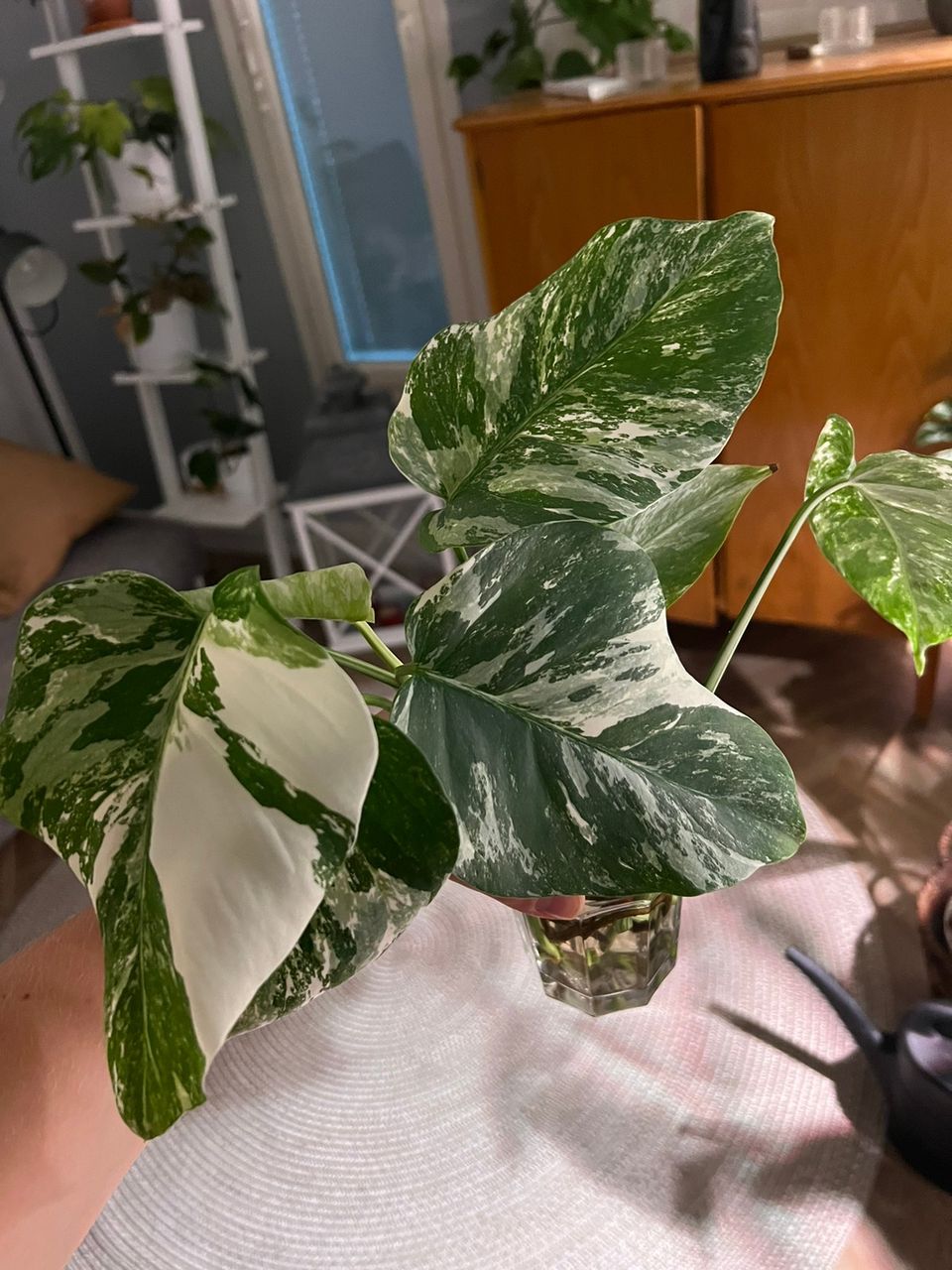 Monstera variegata pistokkaita