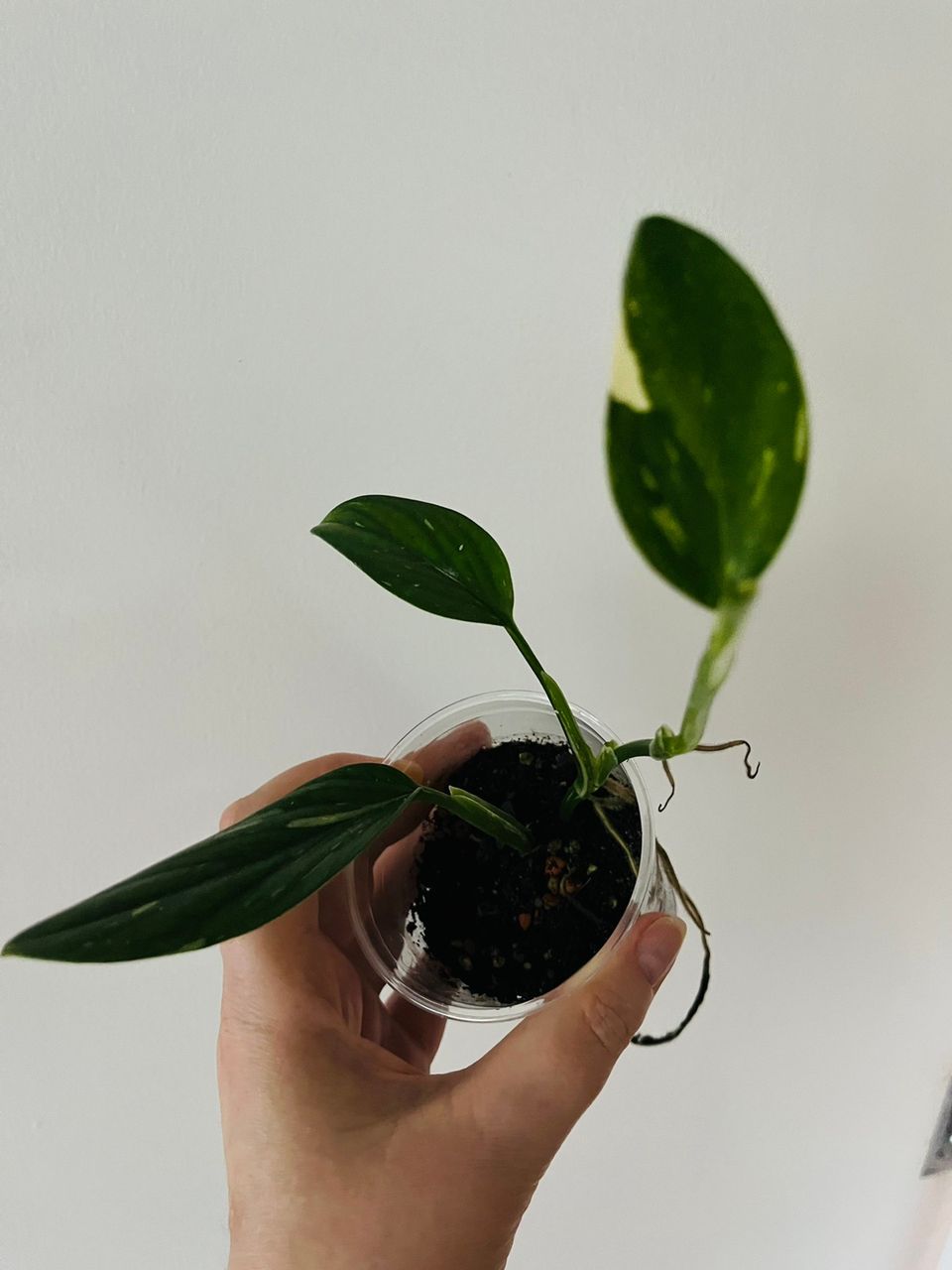 Monstera standleyana variegata