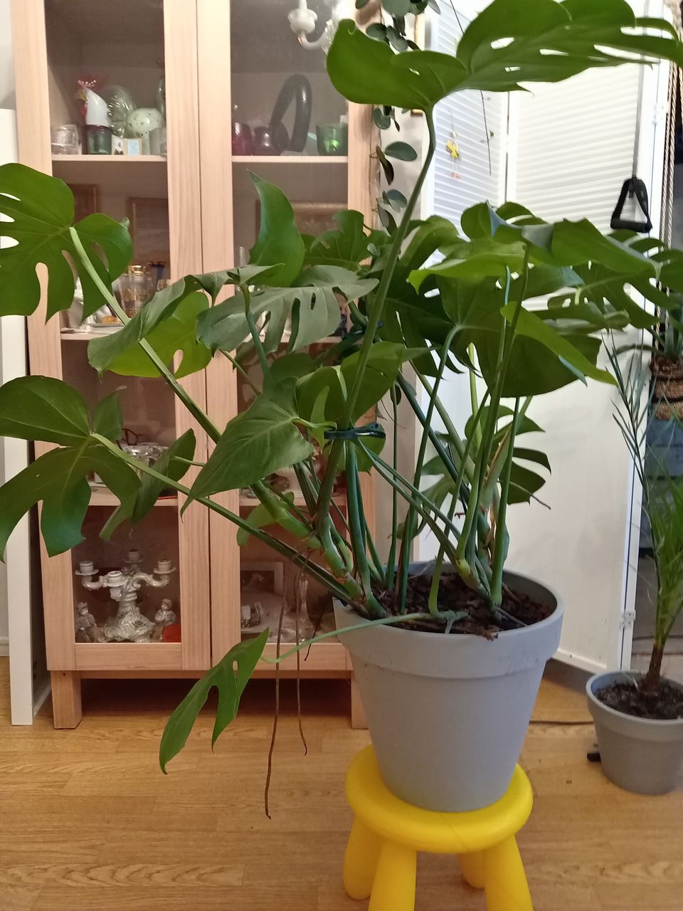 Monstera kasvi