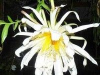 Epiphyllum Chrysocardium pistokas