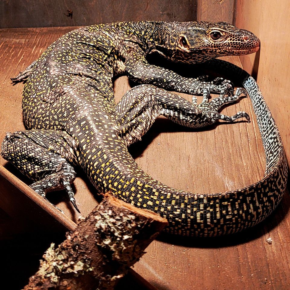 Varanus Doreanus