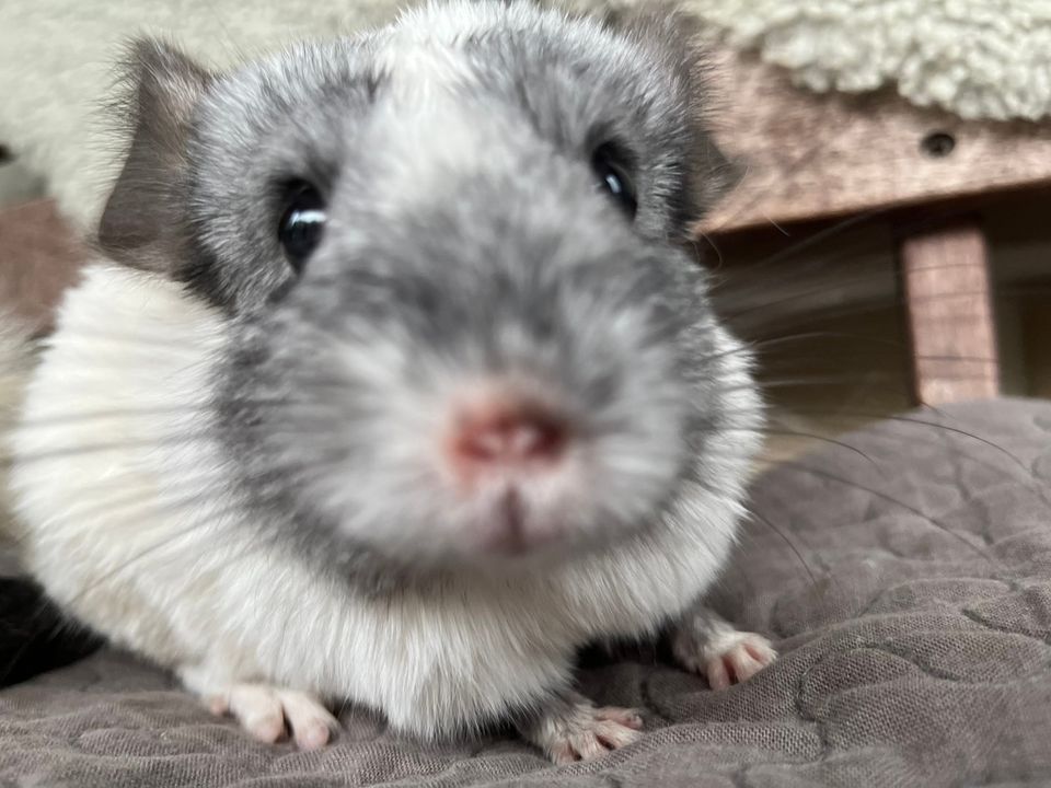 Chinchilla