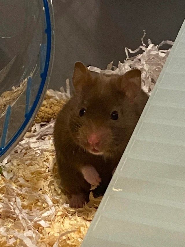 Hamsteri