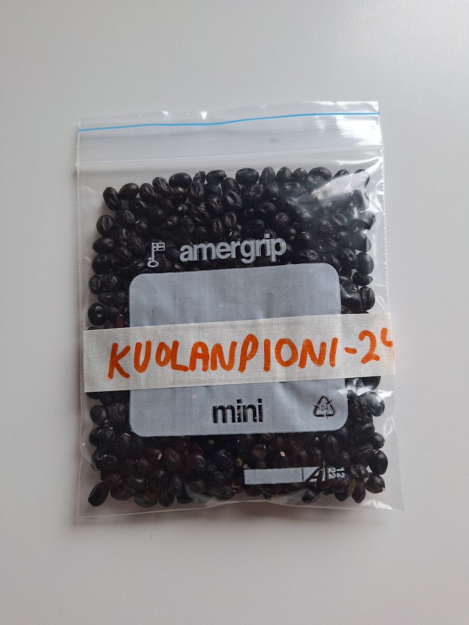 Kuolanpionin siemeniä