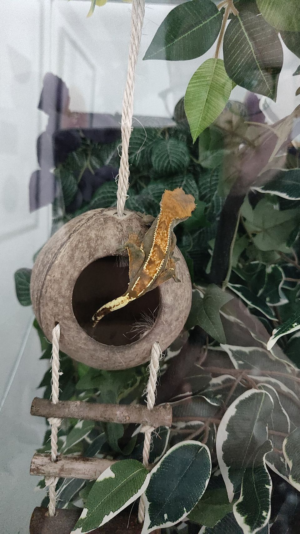 Harjasgekko ja terraario