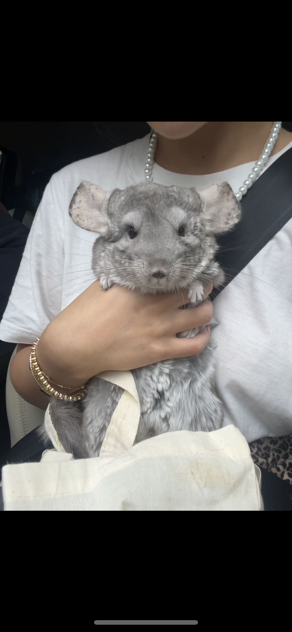 Chinchilla uros