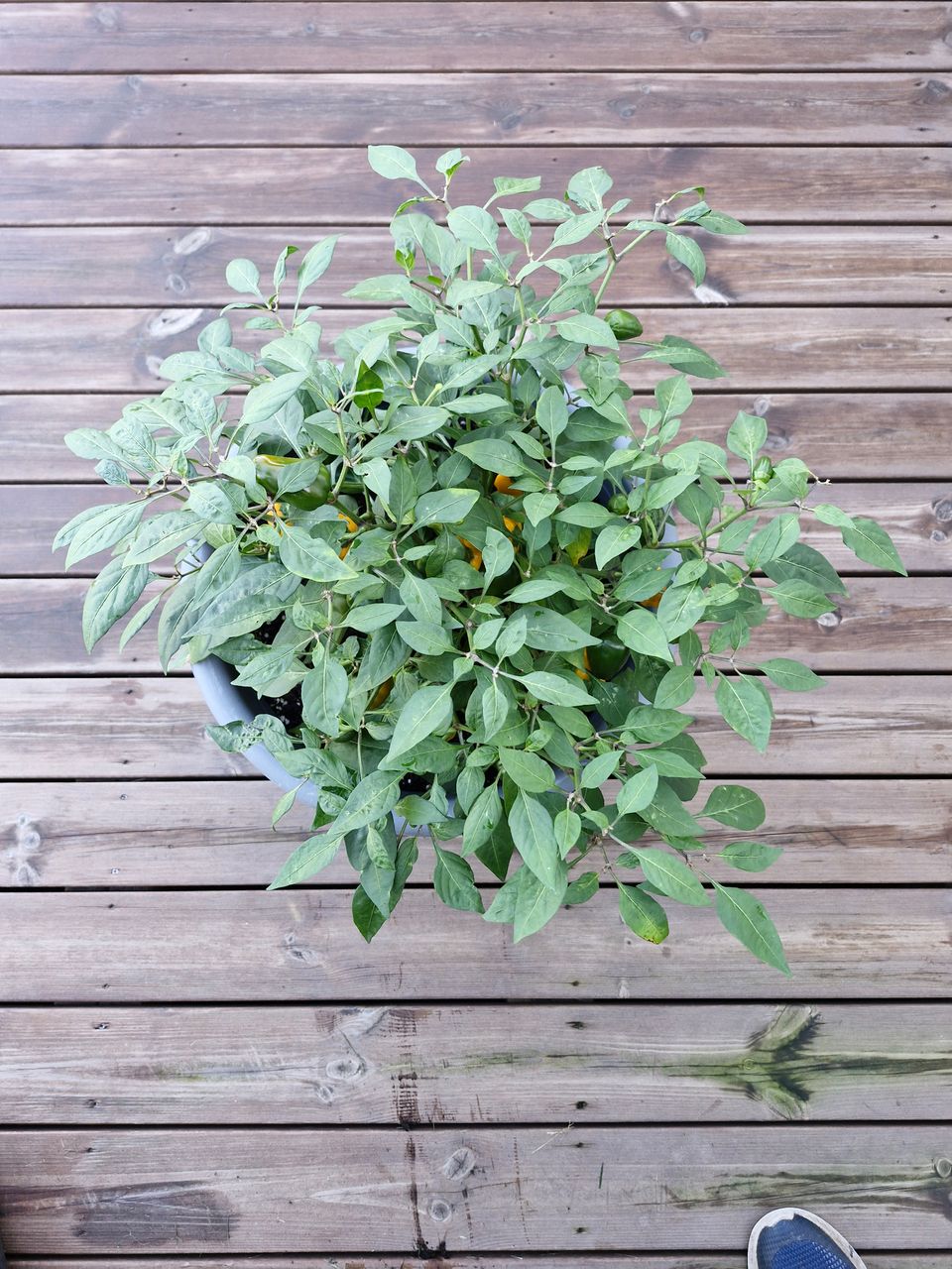 Orange jalapeno