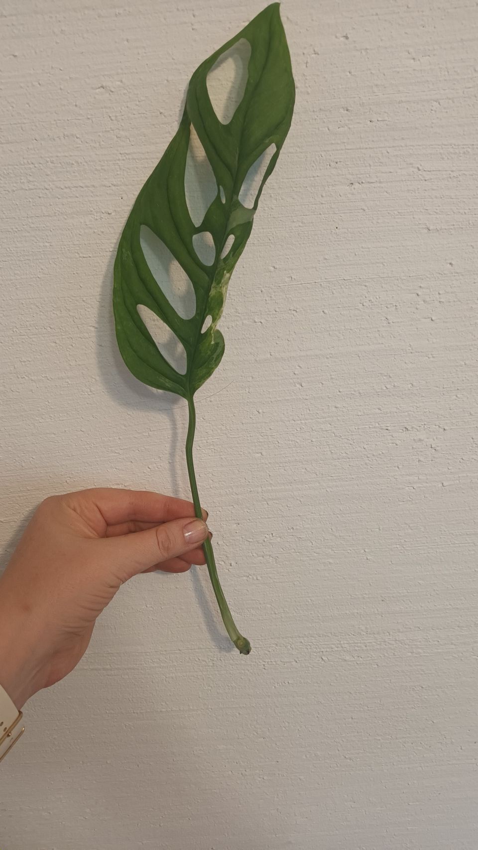 Monstera adansonii Indonesian marble