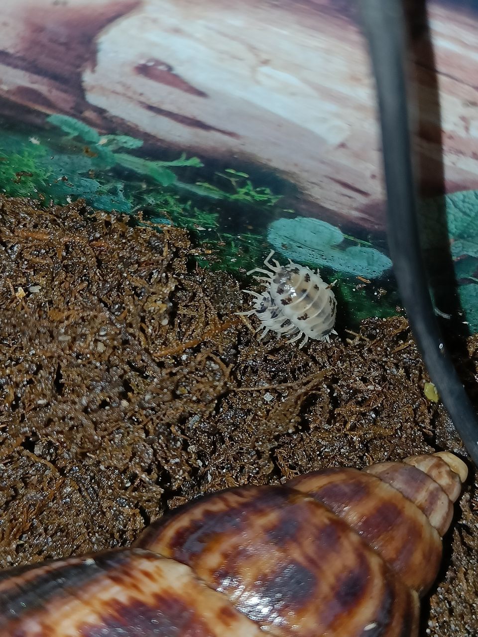 Siiroja Porcellio laevis-Dairy cow