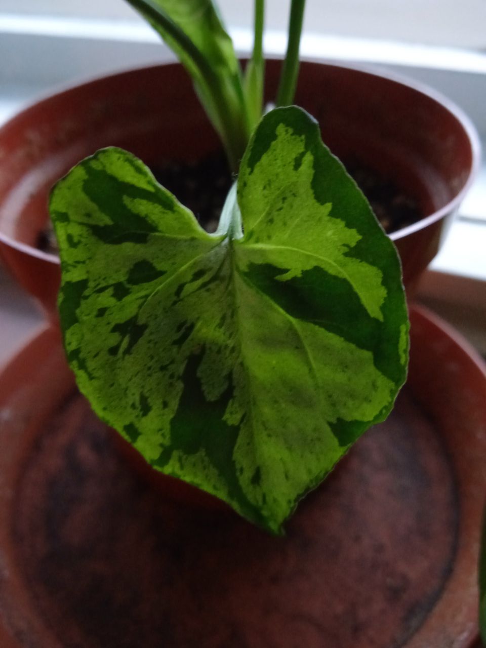 Syngonium green splash