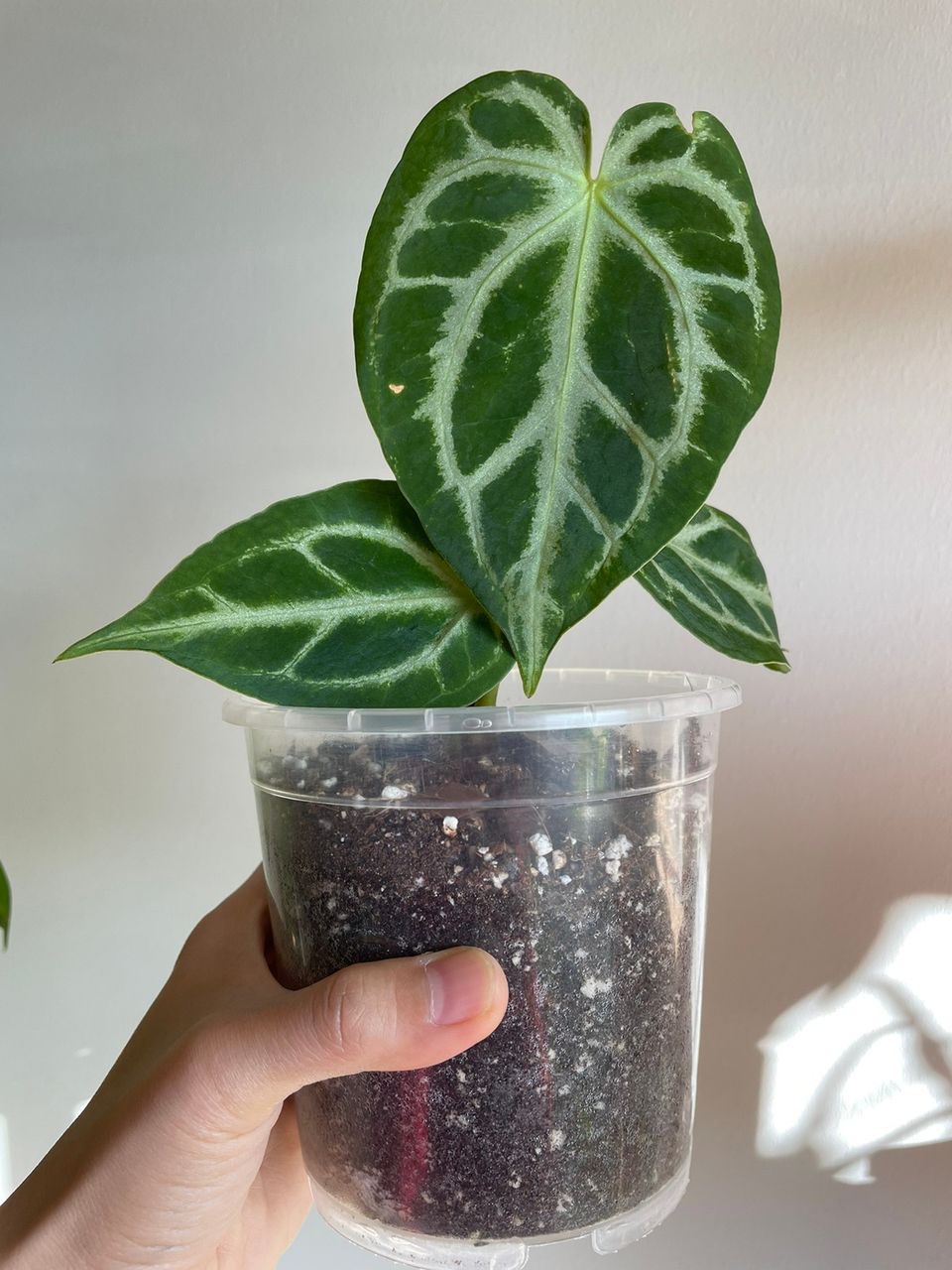 Anthurium Silver x Crystallinum/huonekasvi