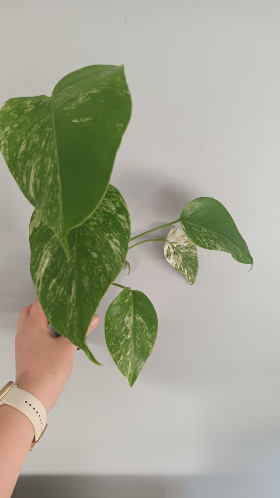 Monstera variegata albo