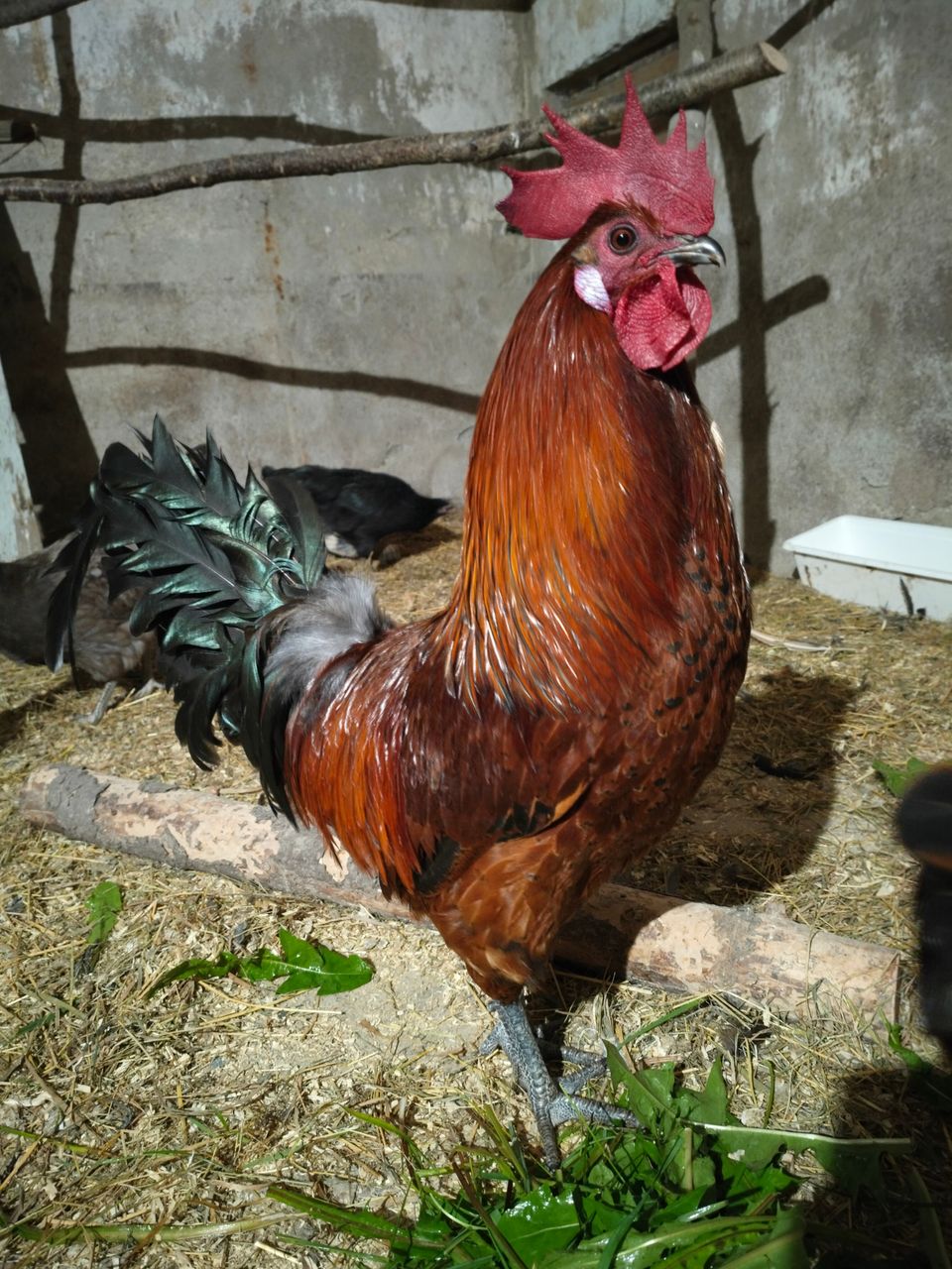 Kukko, jossa Ayam Cemania