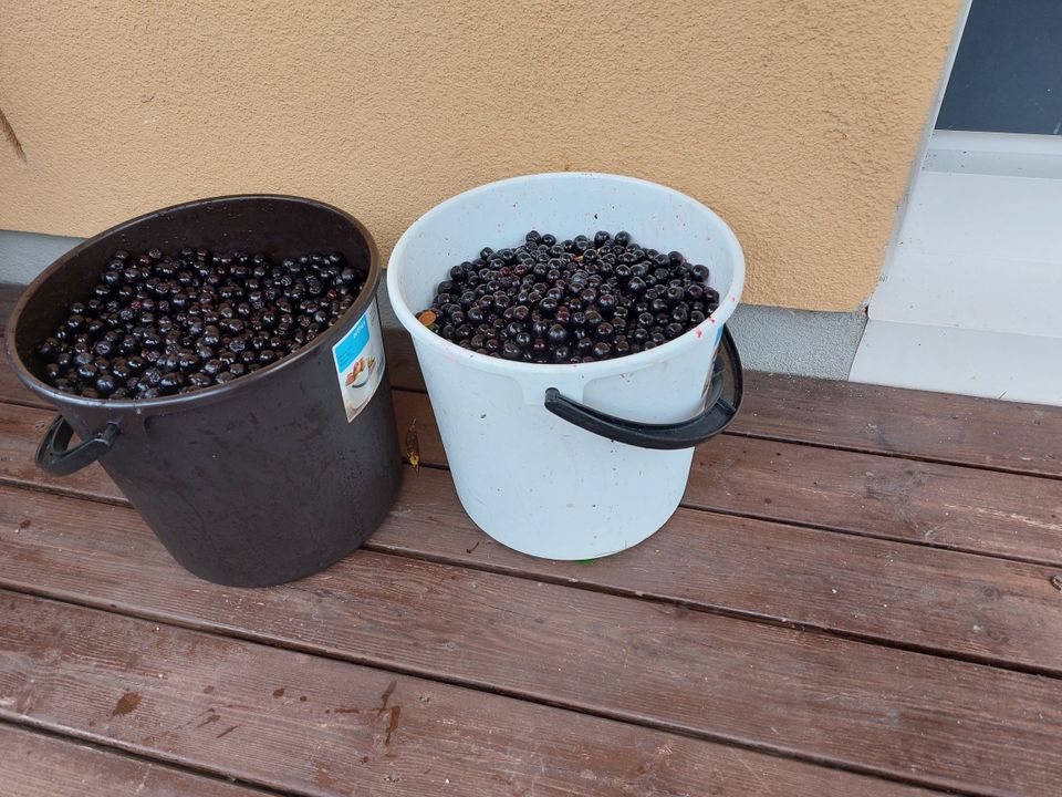 Aronia marjaa 10 litraa