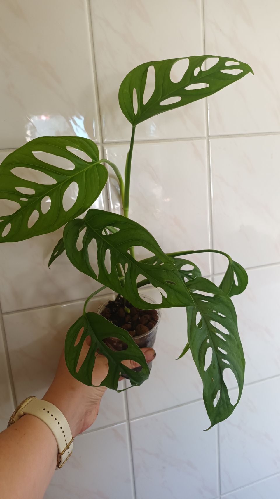 Monstera adansonii