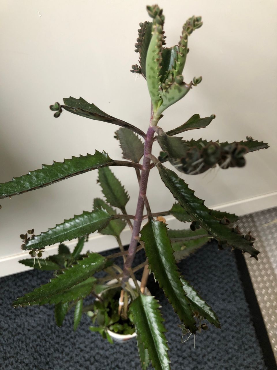 Kalanchoe degremona, korkeus 50 cm