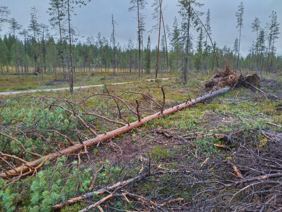 Sahapuuta, tai halkopuuta