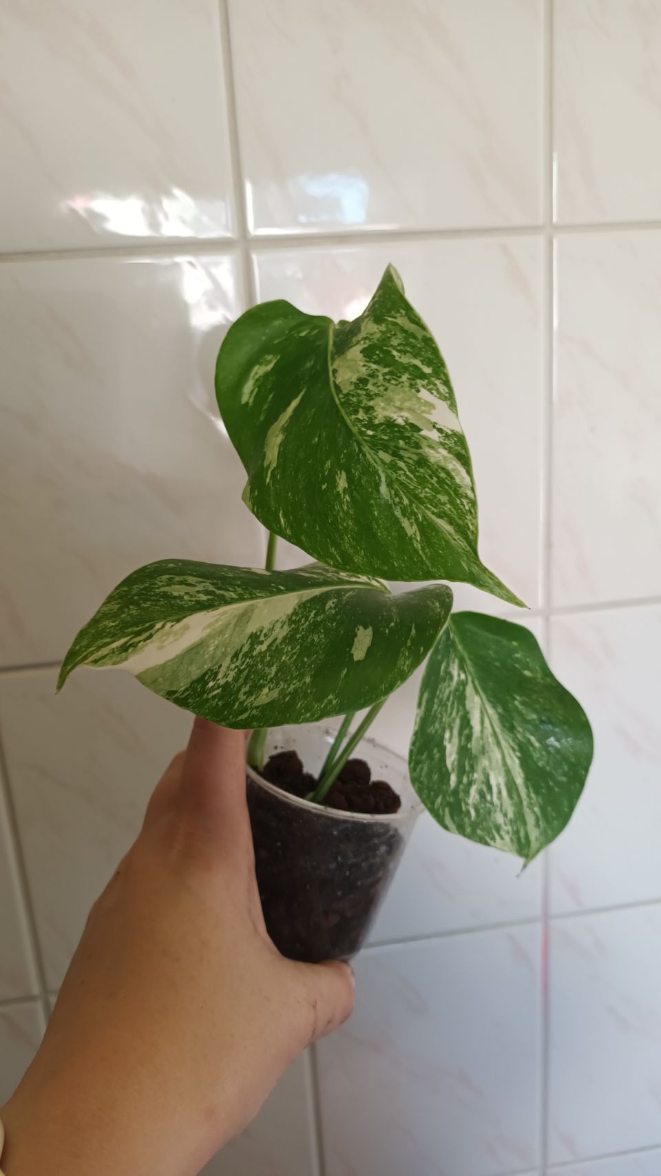 Monstera variegata