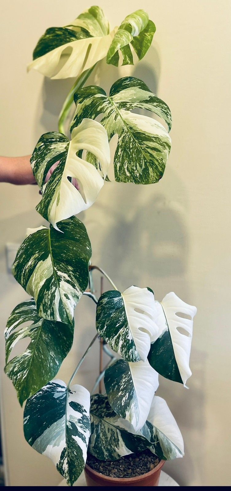 Monstera Variegata Peikonlehti pistokas