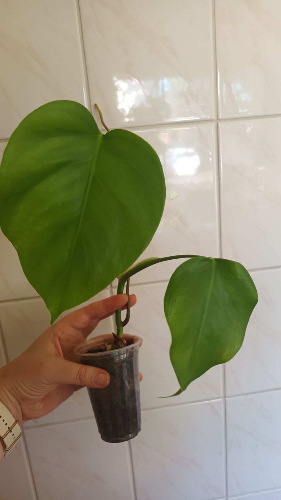 Monstera variegata aurea taantunut