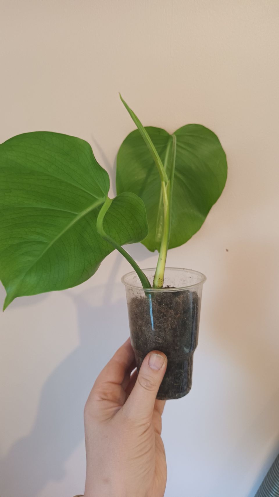 Monstera peikonlehti