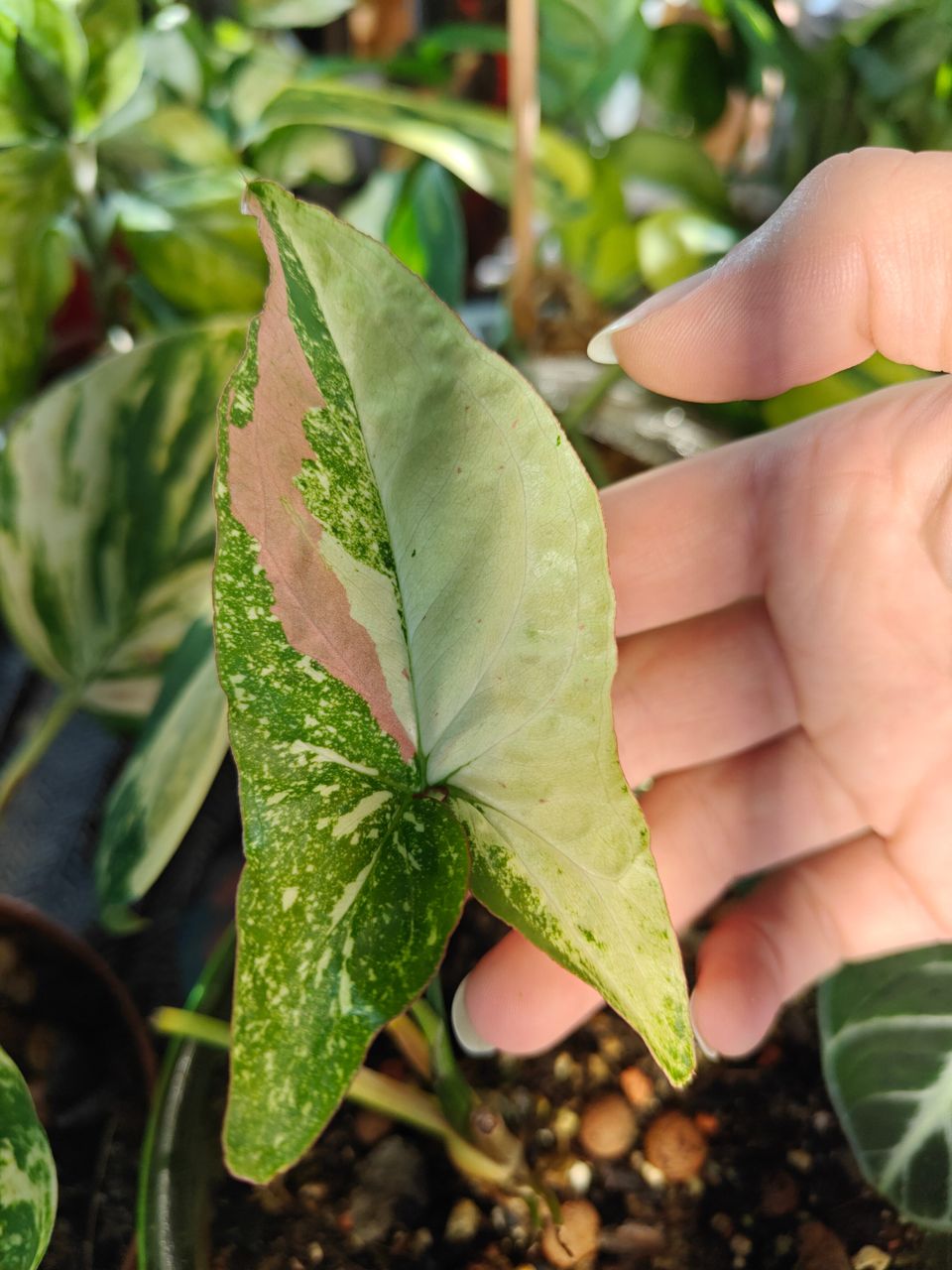 Syngonium Red spot tricolor