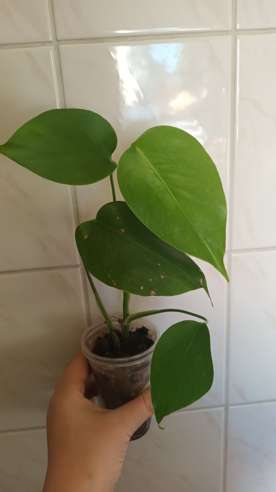 Monstera variegata albo