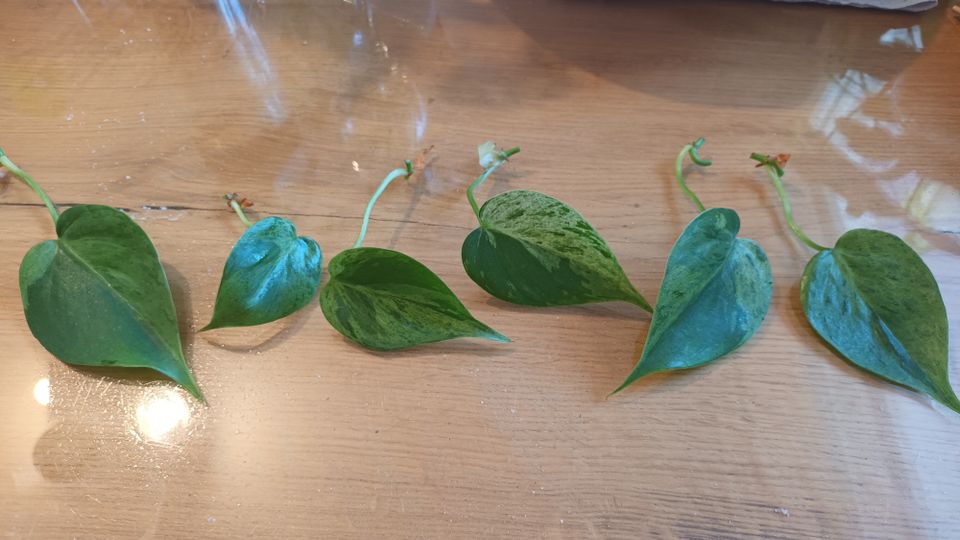 Philodendron Hederaceum Oxycardium Variegata