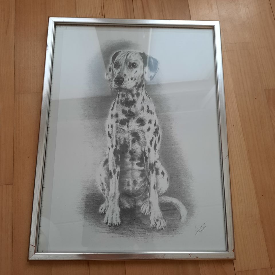 Taulu dalmatialainen