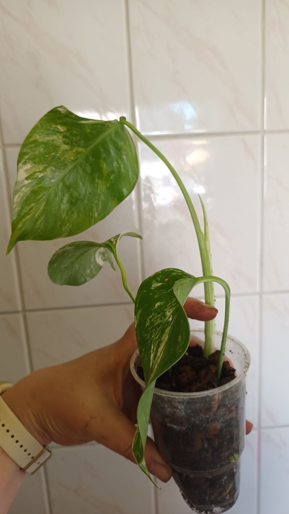 Monstera variegata