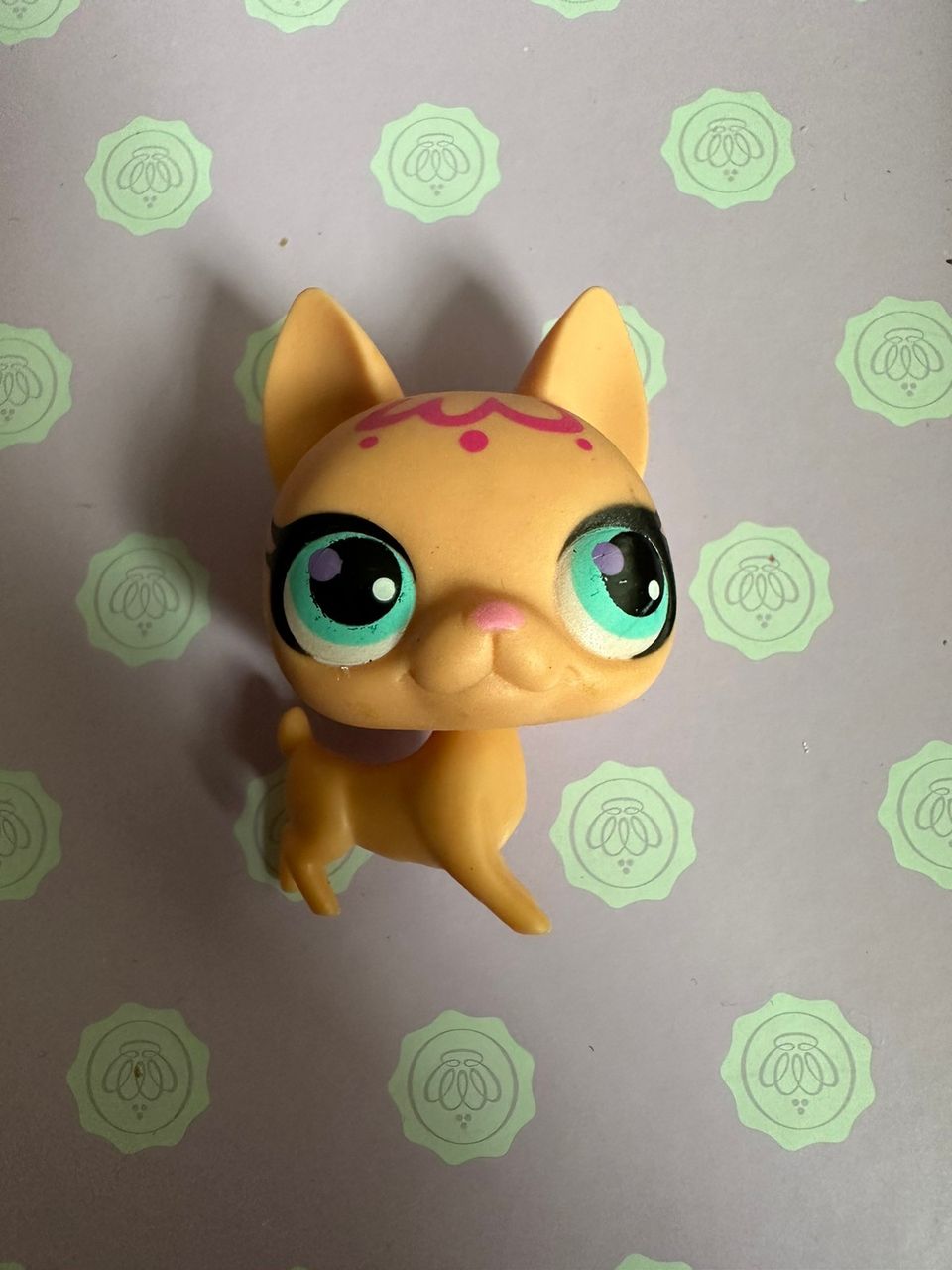 Lps chihuahua