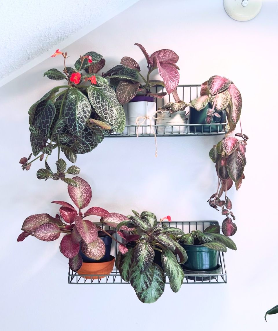 Kuparilehti / Episcia rönsypistokkaita