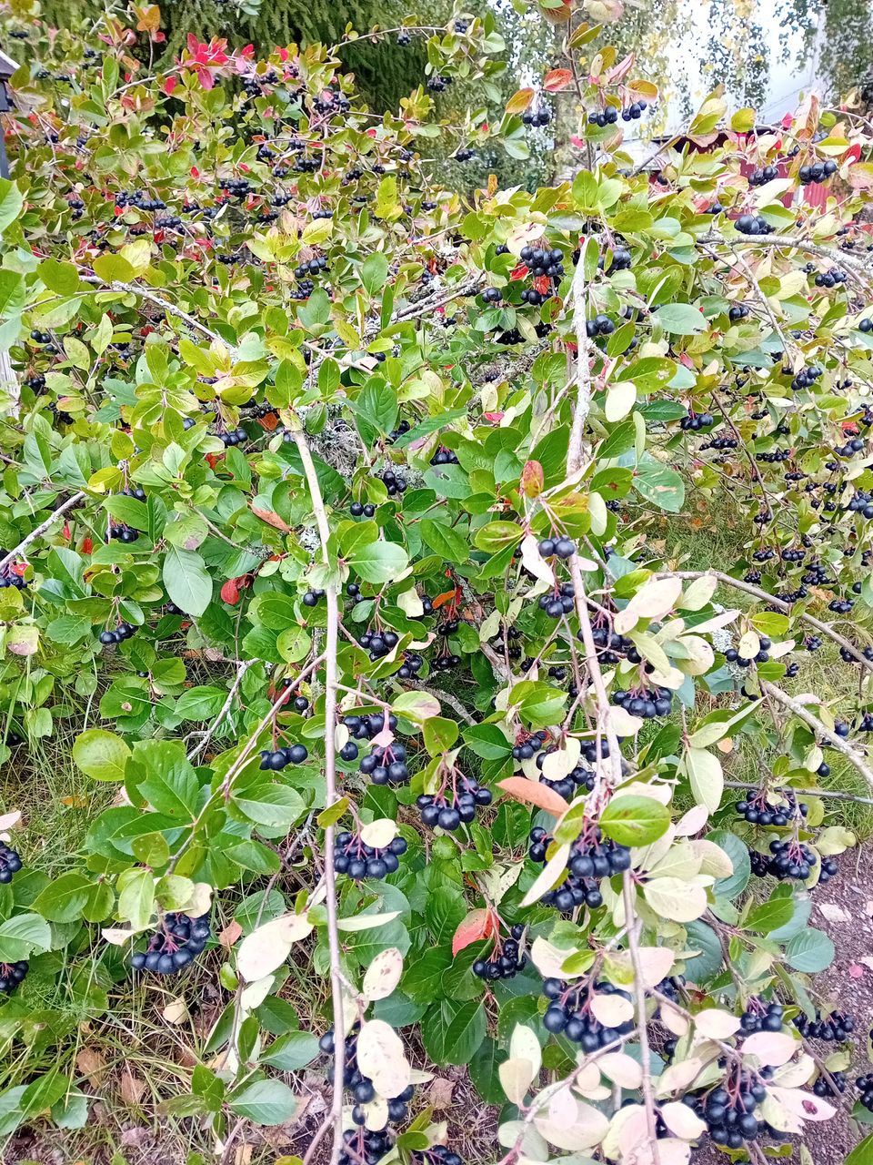 Aronia itse poimien