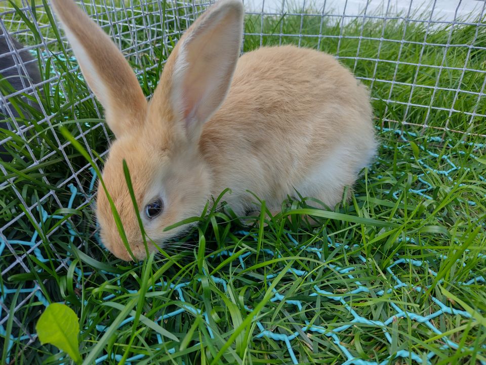 Belgian jätti/ Suurihopea mix