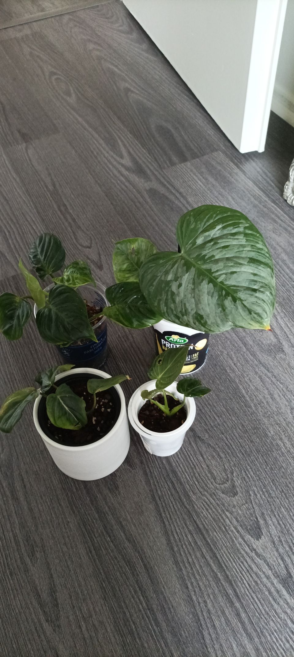 Philodendron *4