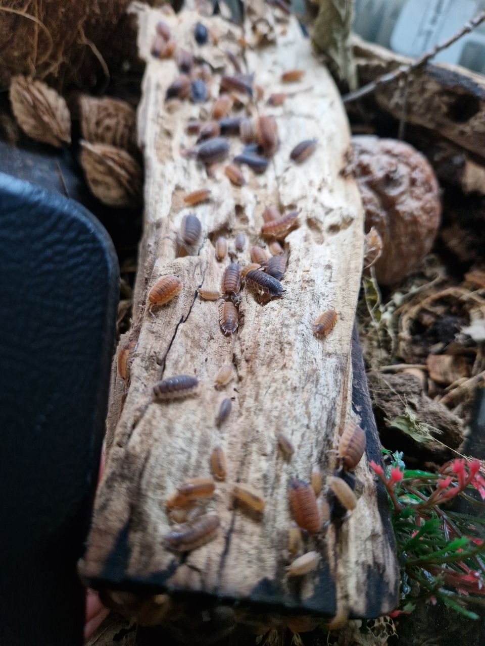 Porcellio scaber lava