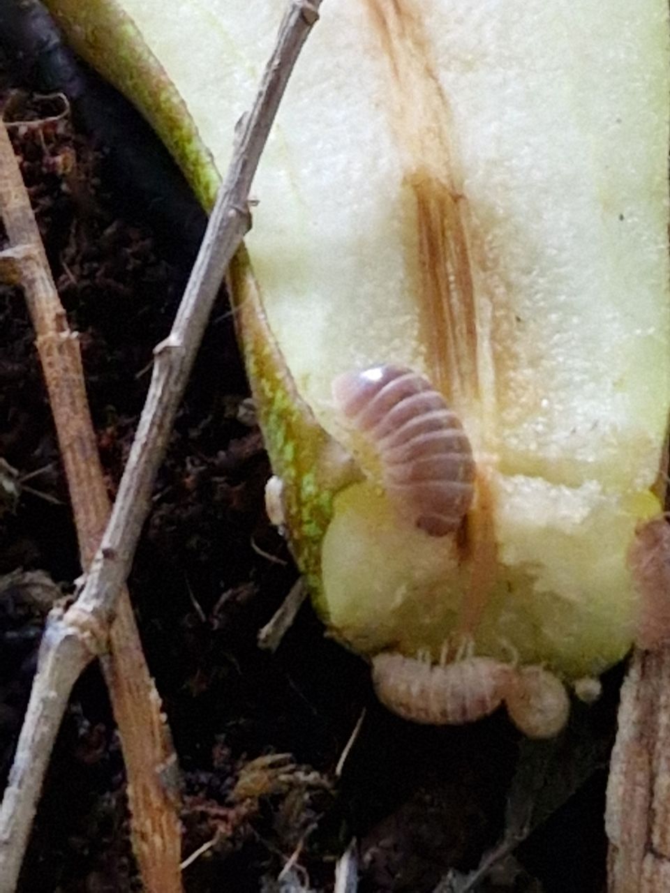 Armadillidium vulgare T+albino