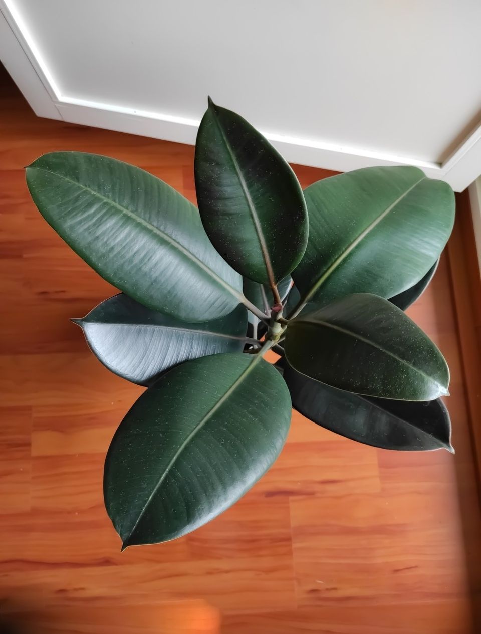 Ficus Abidjan