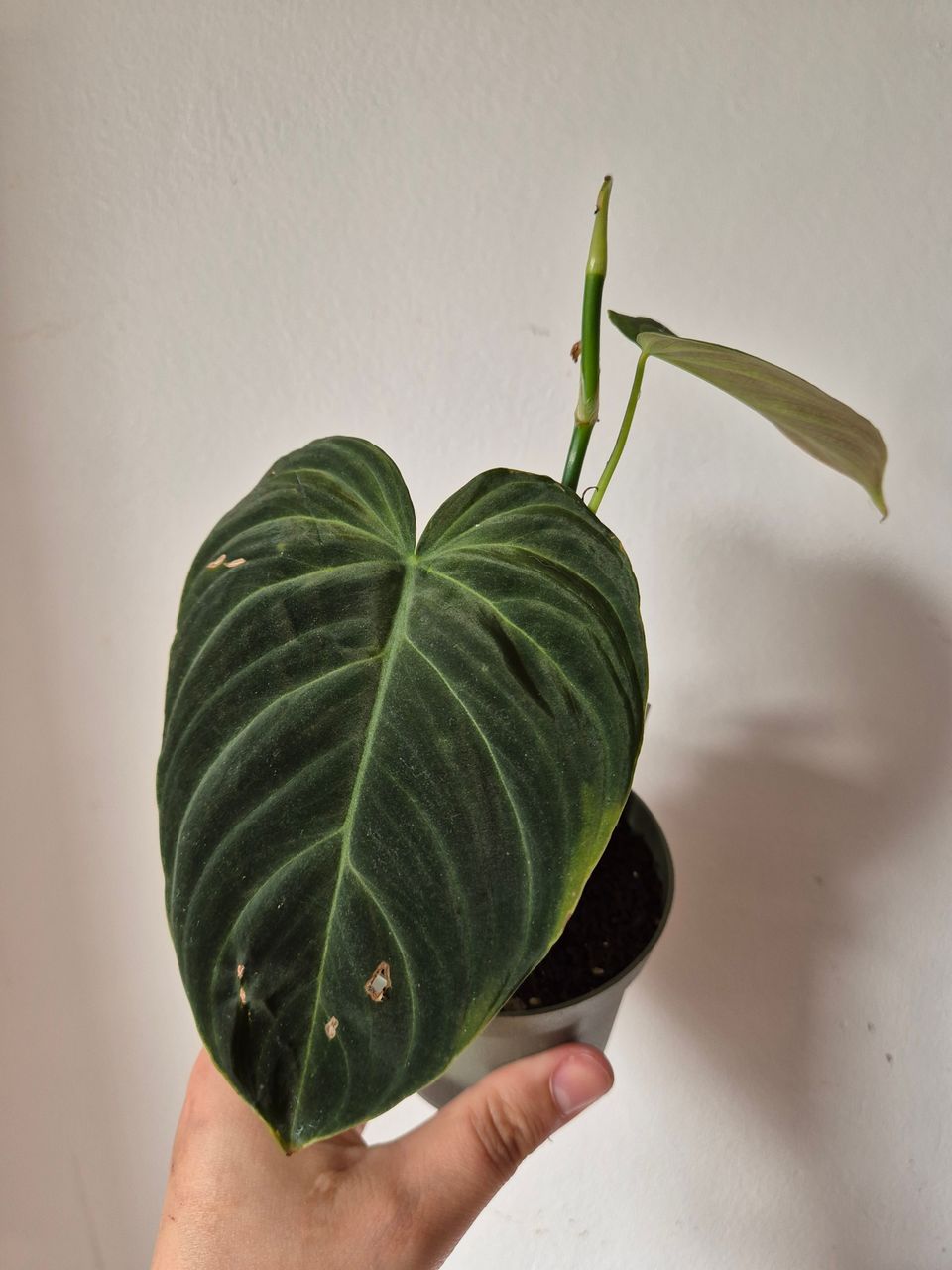 Varattu! Philodendron Splendid