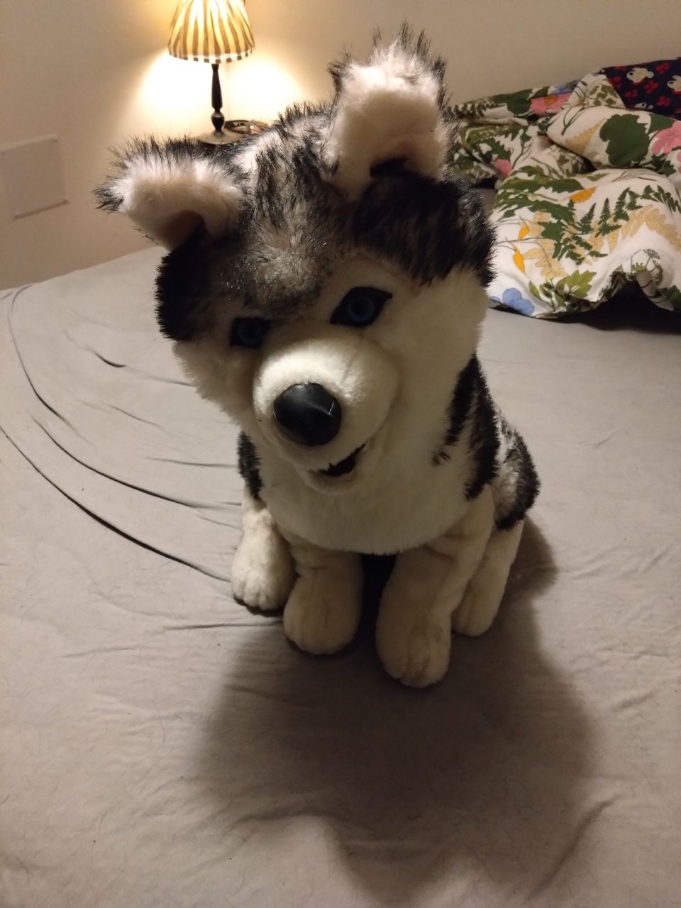 Pehmo husky