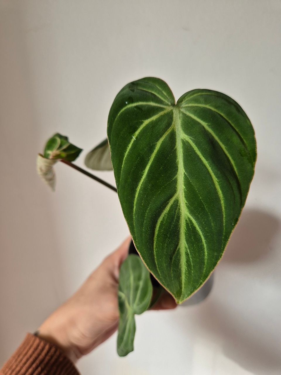 Philodendron gloriosum 'Zebra'