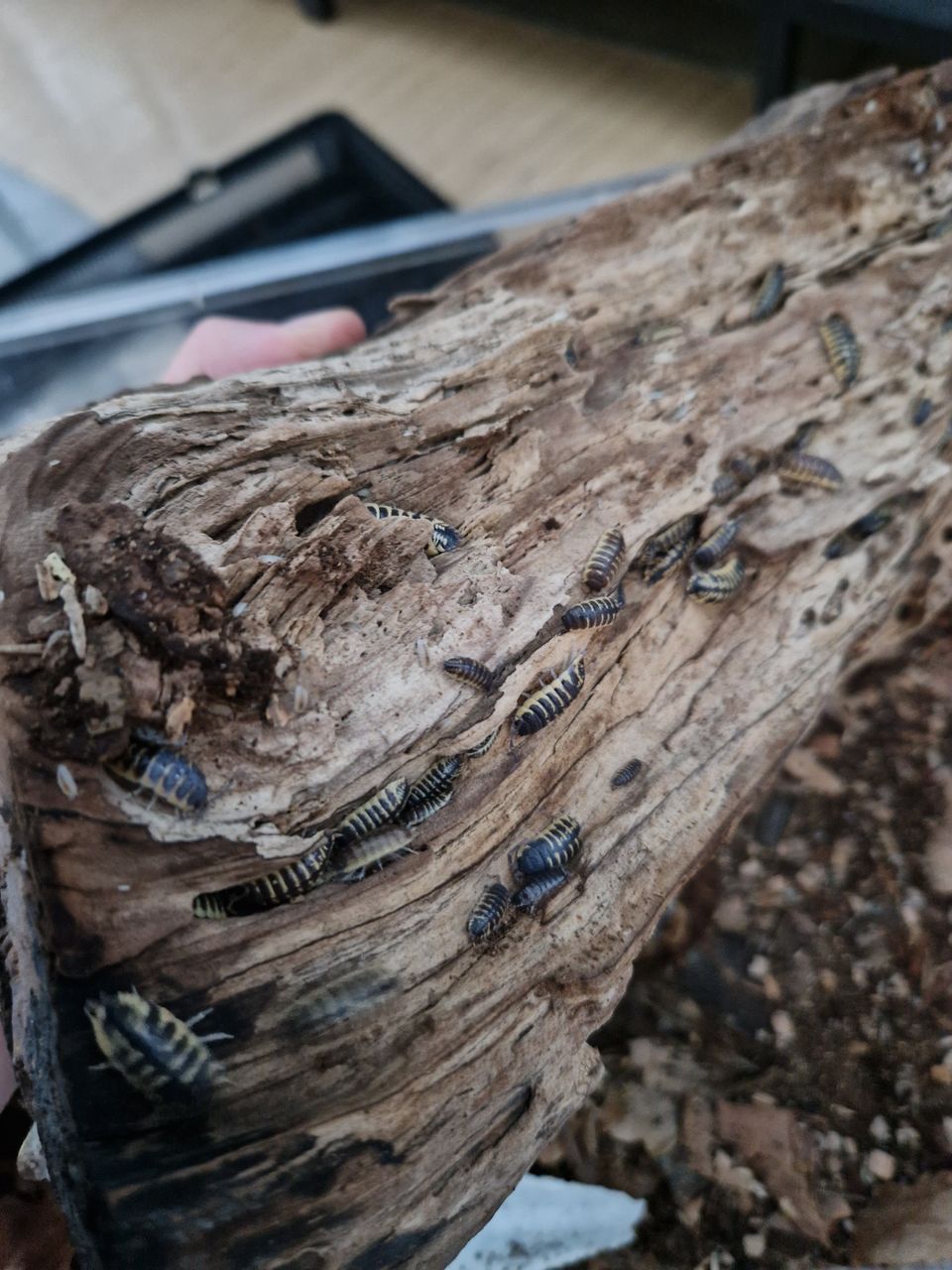 Porcellio ornatus yellow