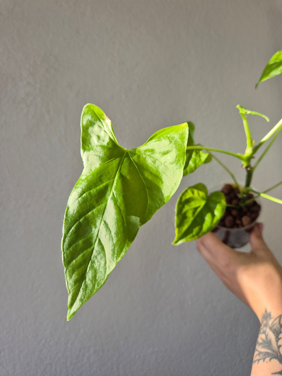 Varattu! Anthurium Balaloanum