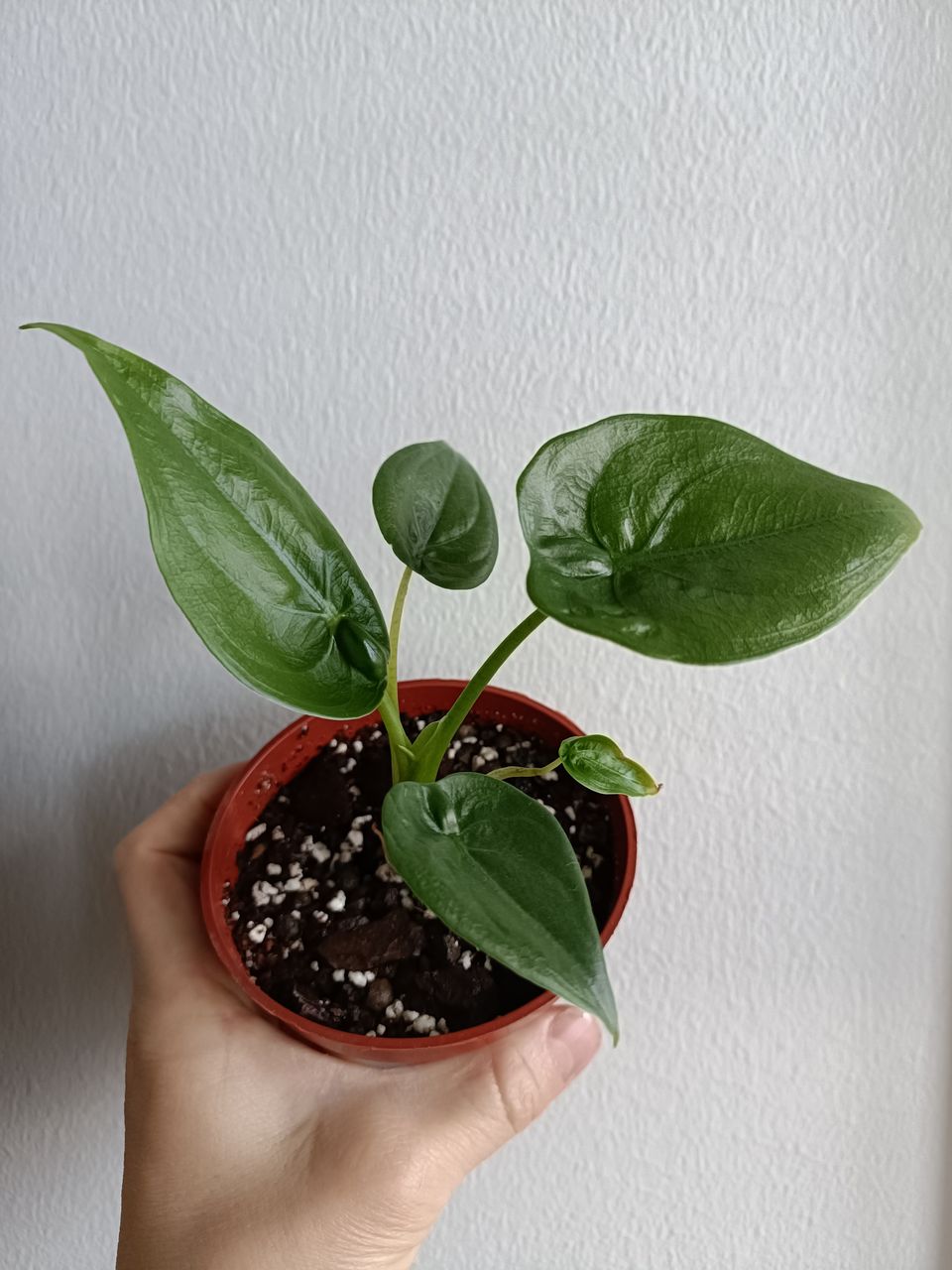 Alocasia Cucullata mini