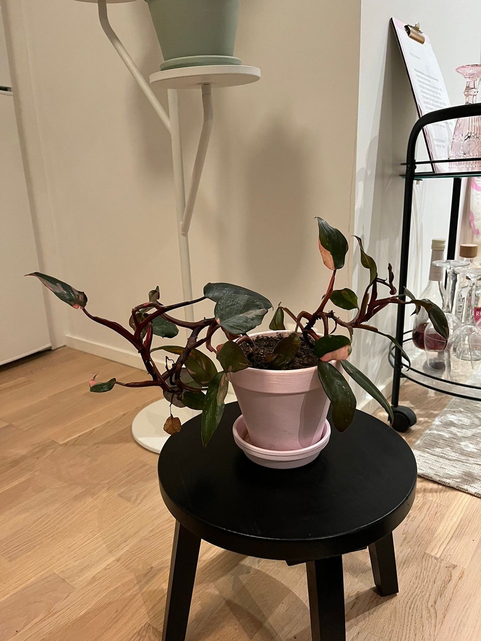 Philodendron pink princess